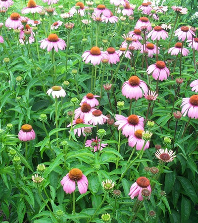 Coneflower Magnus